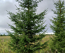 превью Земельный участок 218 400 м² фото 1