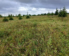 превью Земельный участок 54 600 м² фото 1